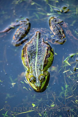 BB 15 0555 / Pelophylax esculentus / Hybridfrosk